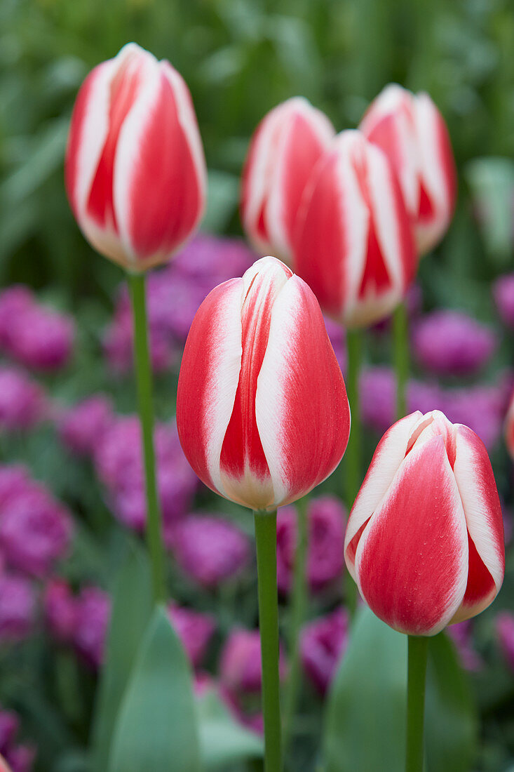 Tulipa Candy Apple Delight