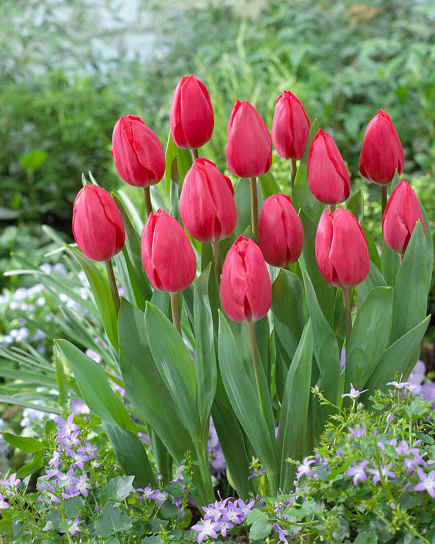 Tulipa red