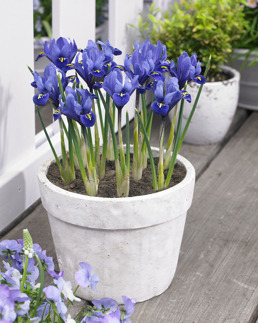 Iris reticulata Rhapsody