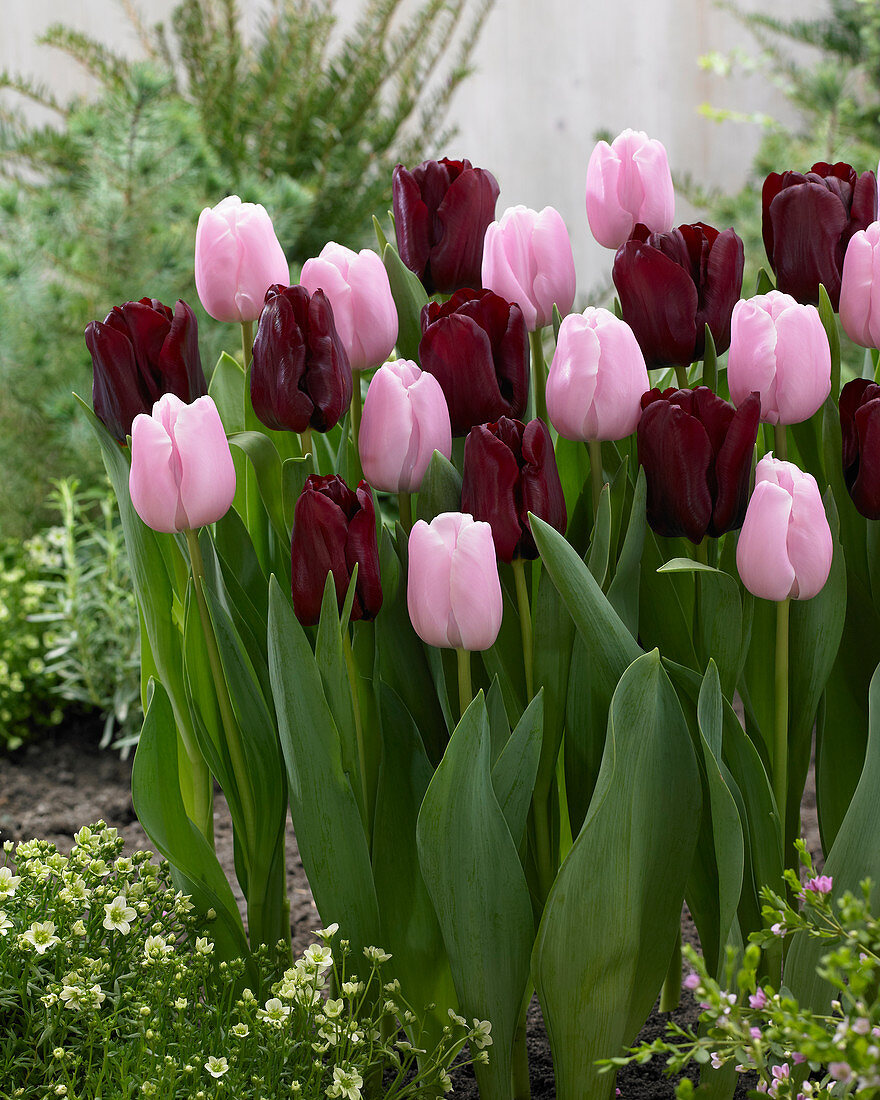 Tulipa 'Mascara' 'Pink Diamond'