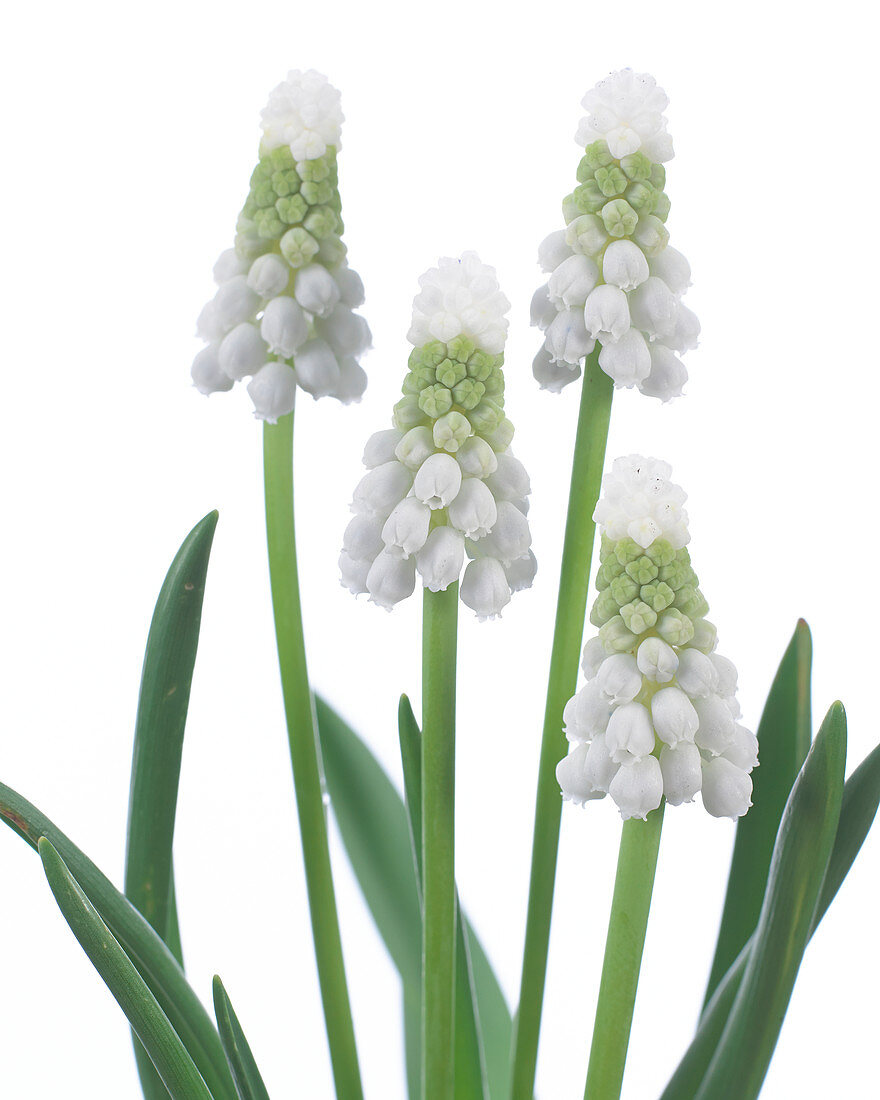 Muscari Siberian Tiger ®