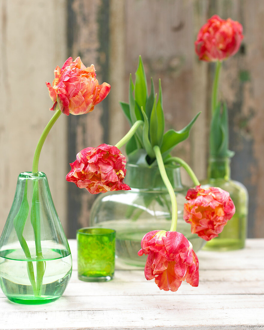 Tulips in vases