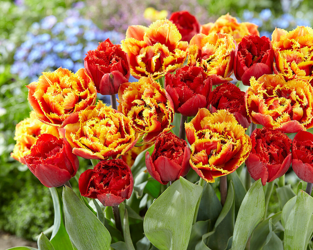 Tulipa 'Dutch Pioneer', 'Fiery Dream'