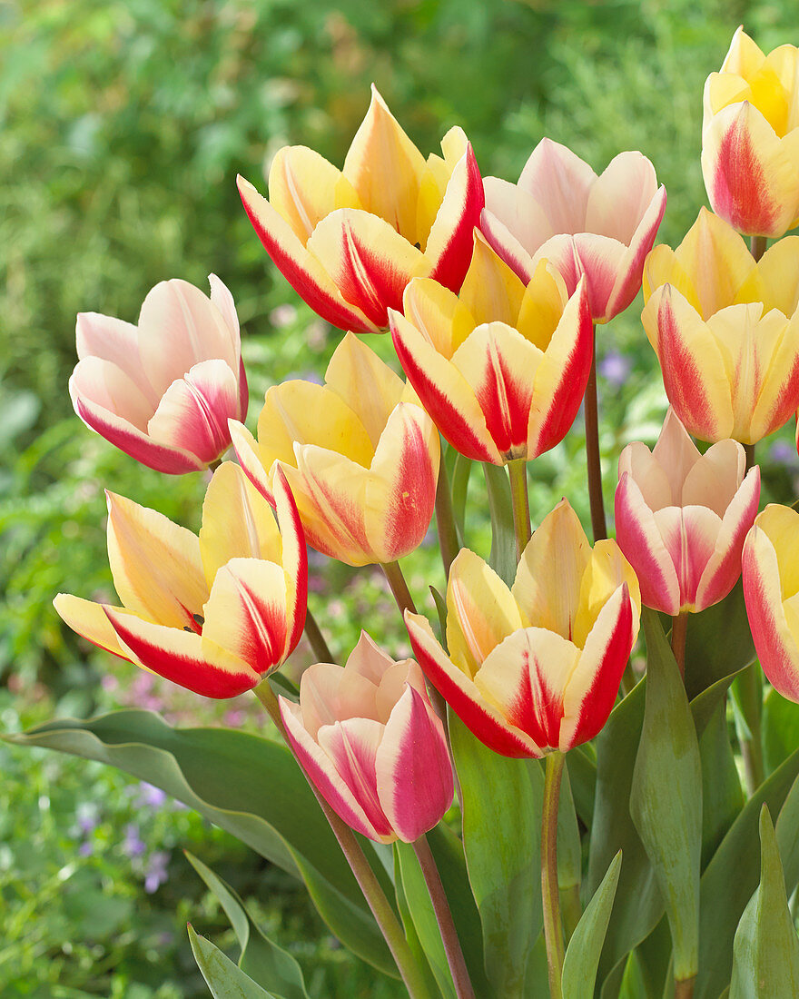 Tulipa Surprise mix