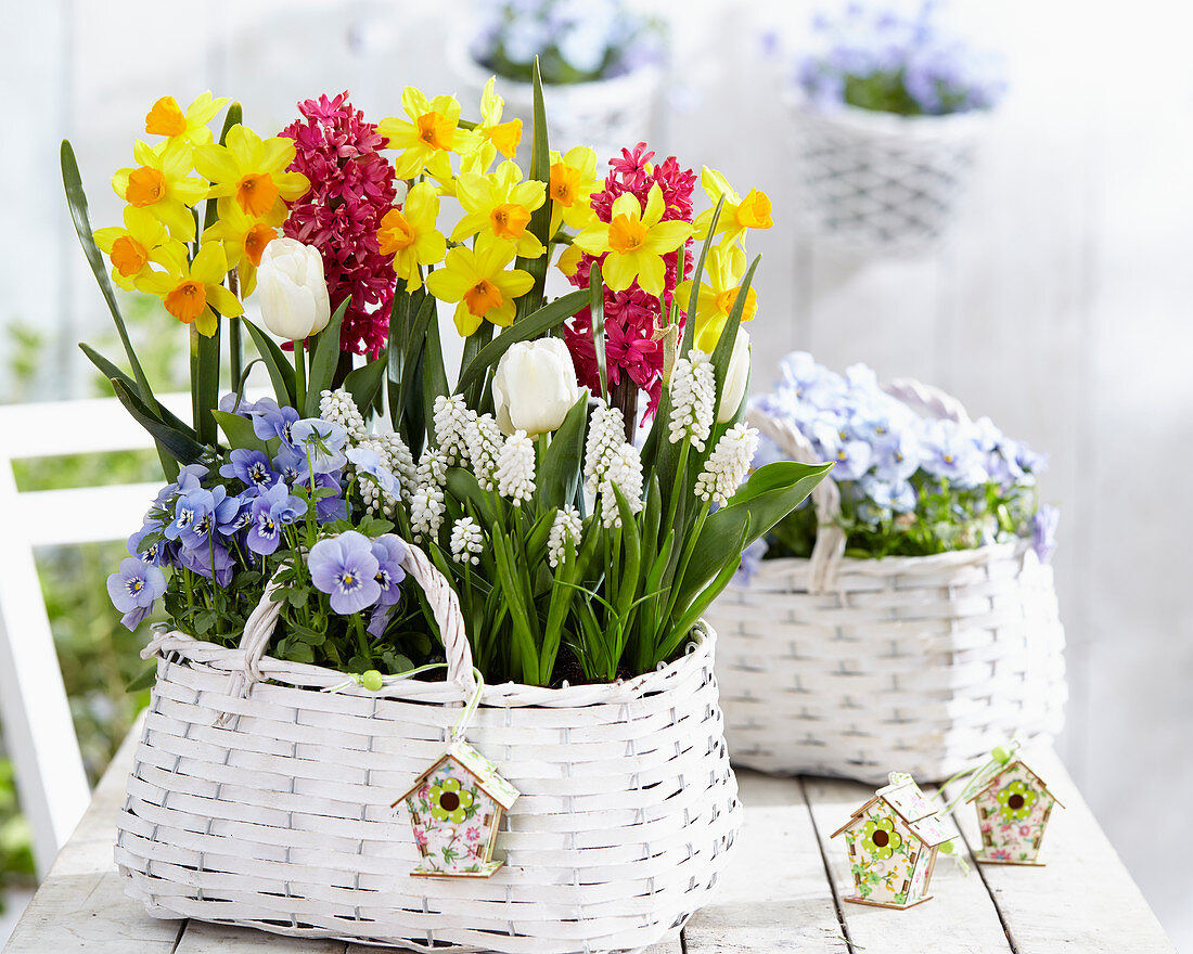 Topf mit Frühlingsblumen – Bild kaufen – 12615336 ❘ Gartenbildagentur  Friedrich Strauss
