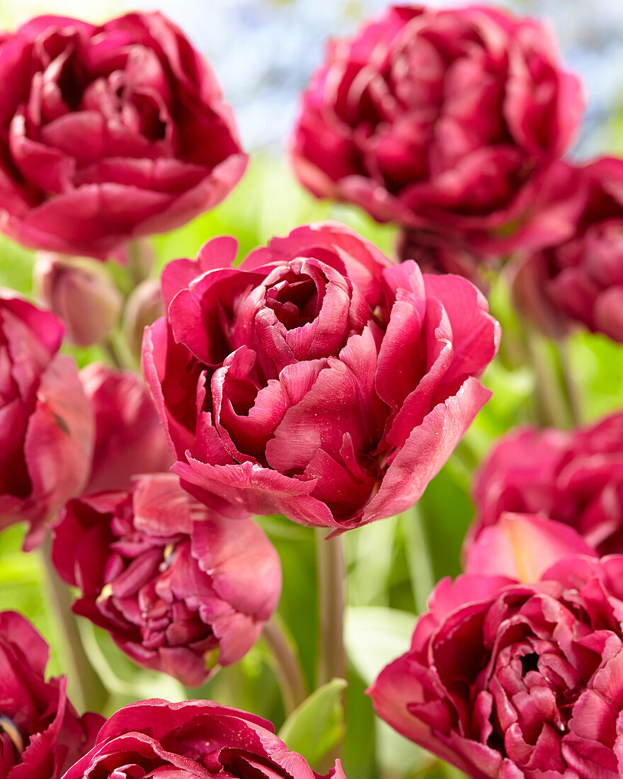 Tulipa 'Mariola'