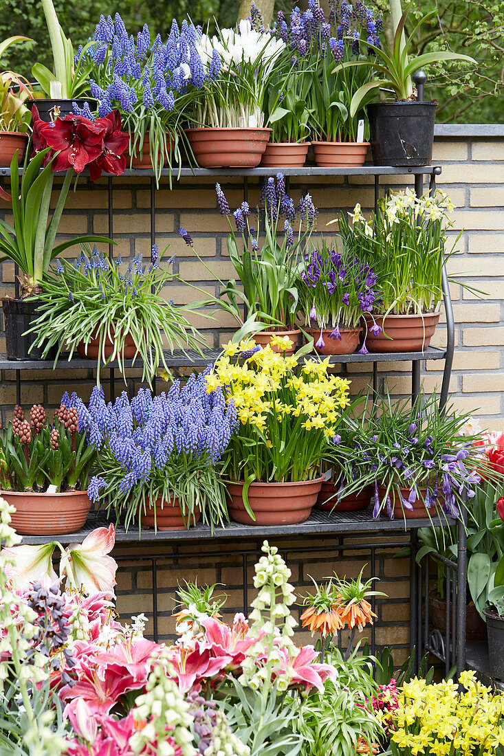 Spring flowers on pots