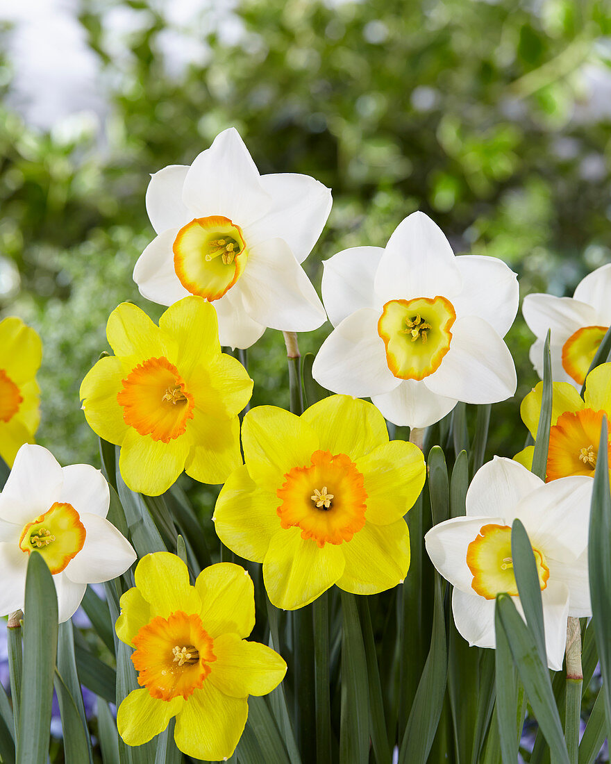 Narcissus Delibes, Flower Record