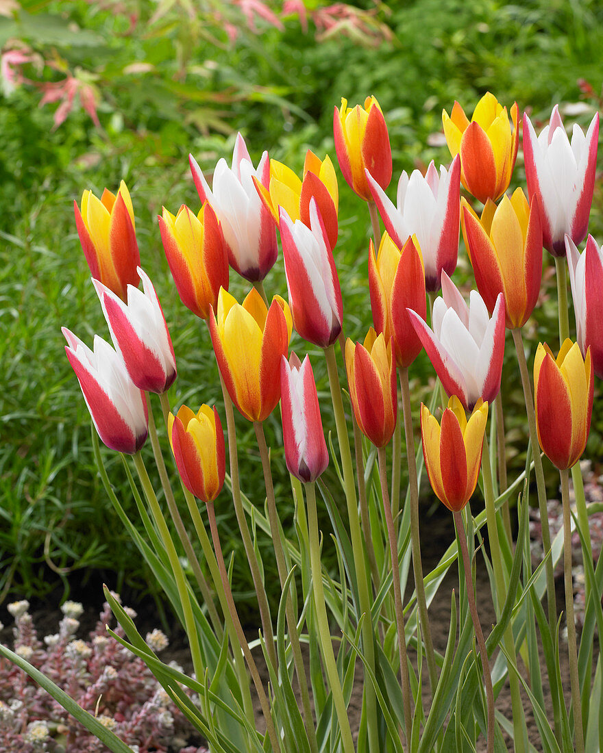 Tulipa clusiana, Tulipa clusiana var. chrysantha Tubergen's Gem