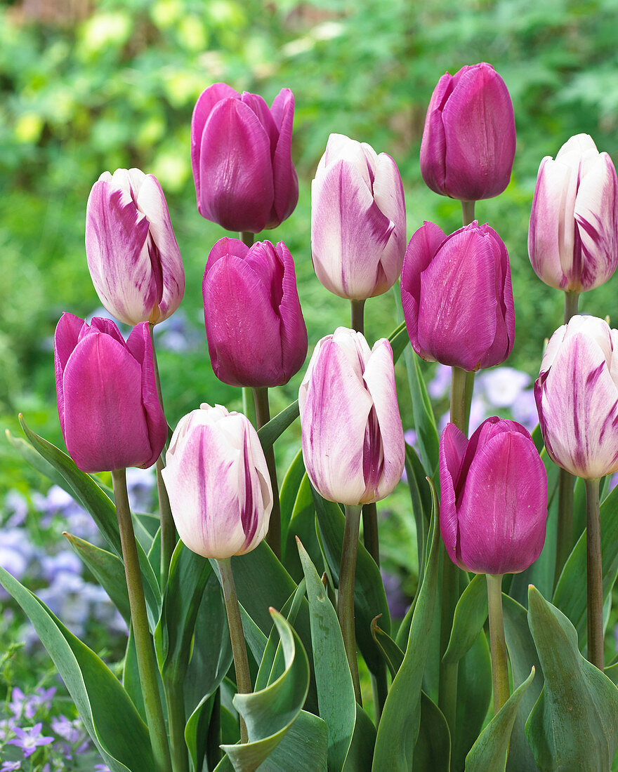 Tulipa 'Blue Beauty' 'Flaming Flag'