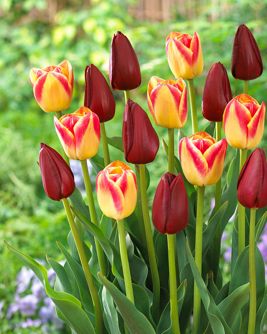 Tulipa Candy Corner, National Velvet