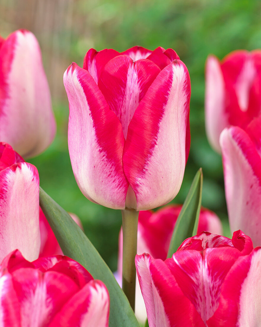 Tulipa 'Just Kissed'