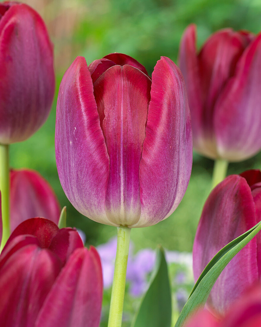 Tulipa 'Pittsburg'