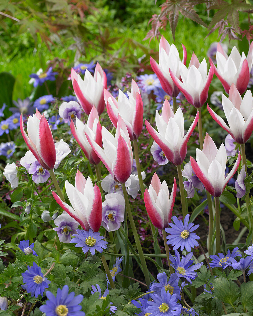 Tulipa 'Peppermintstick'