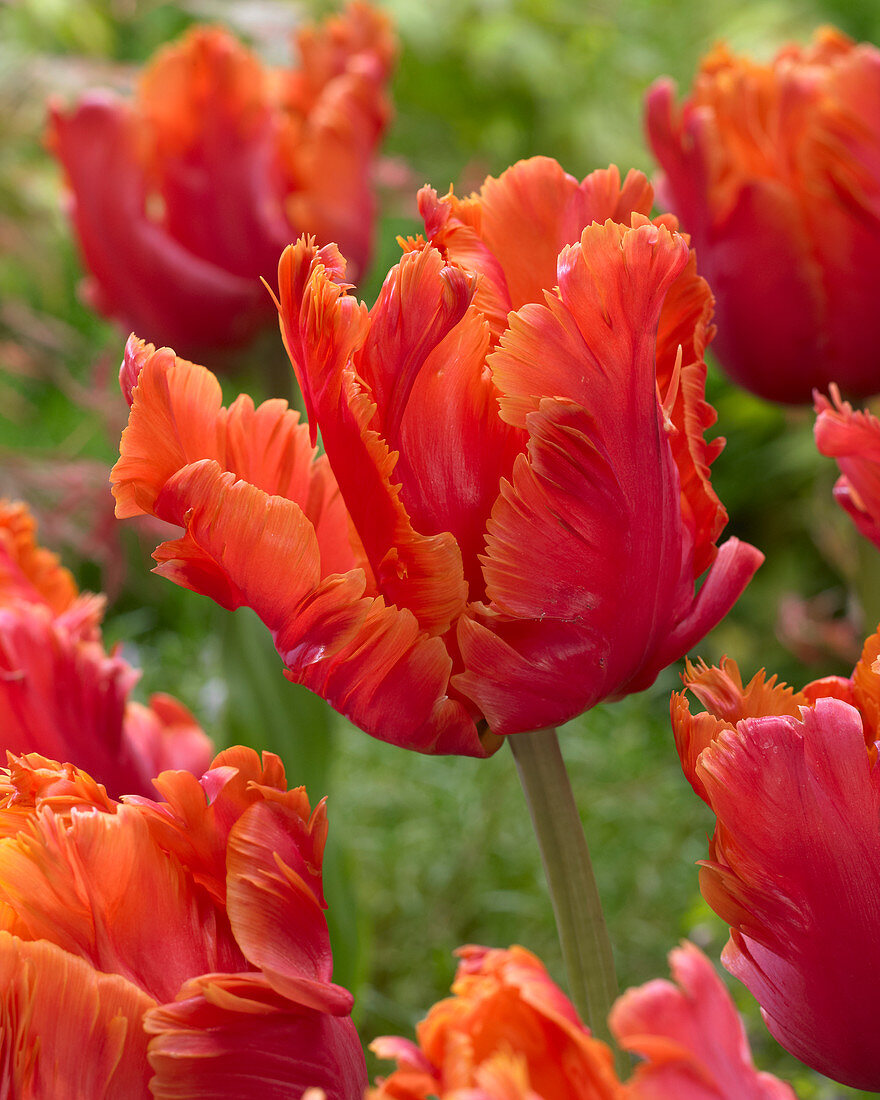 Tulipa 'Amazing Parrot'