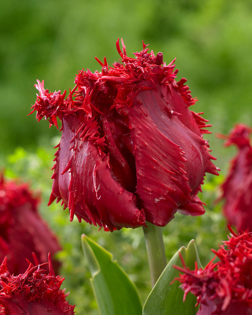 Tulipa Barbados