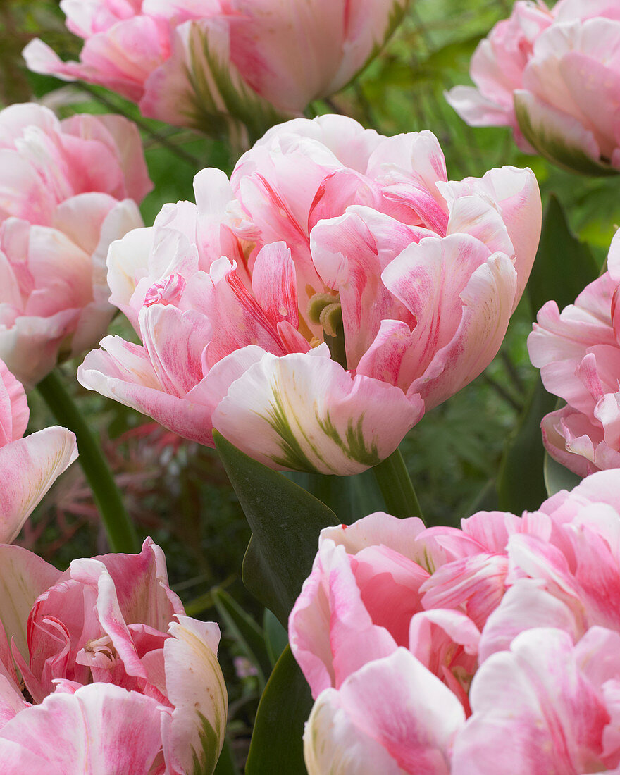 Tulipa Finola