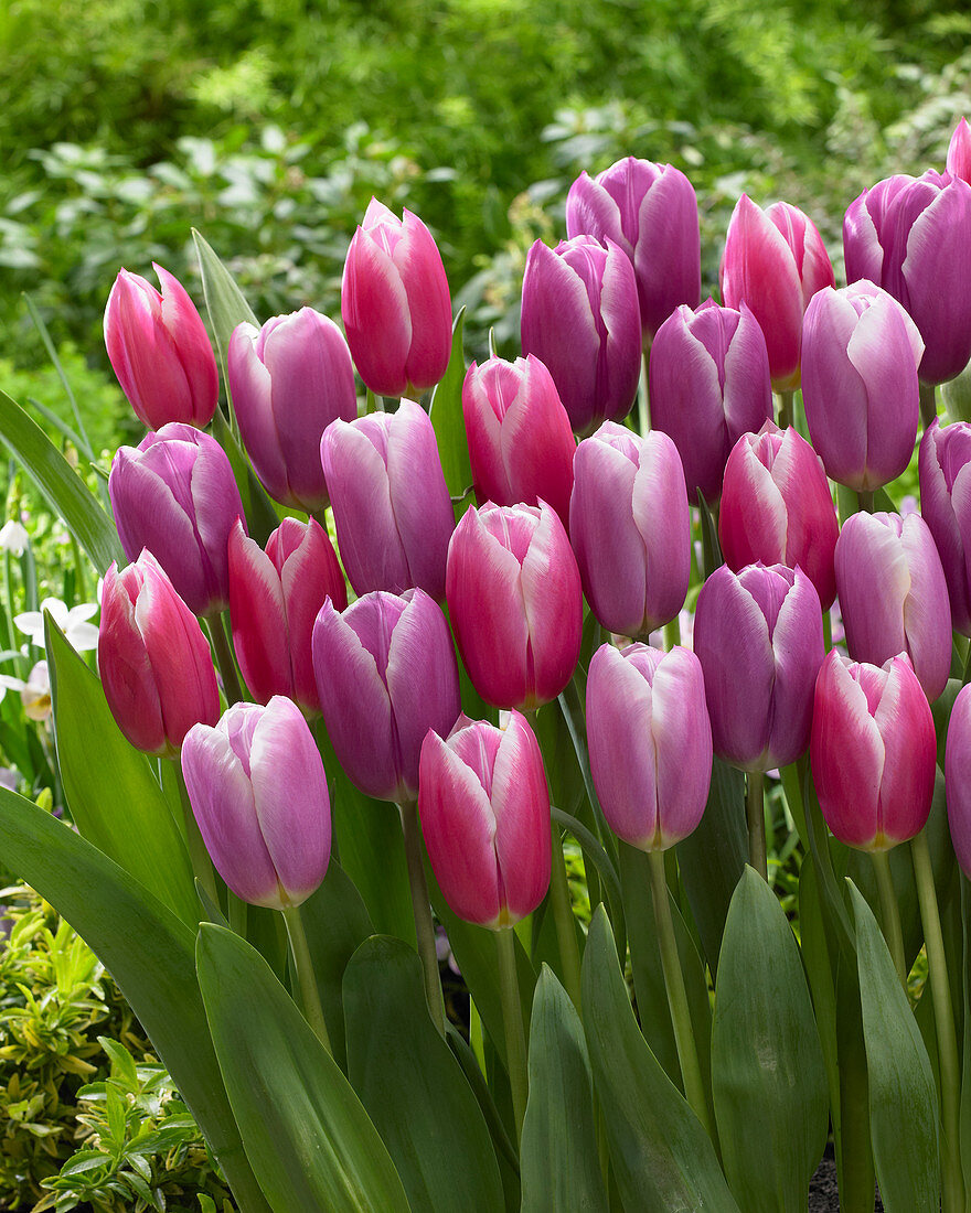 Tulipa Mix