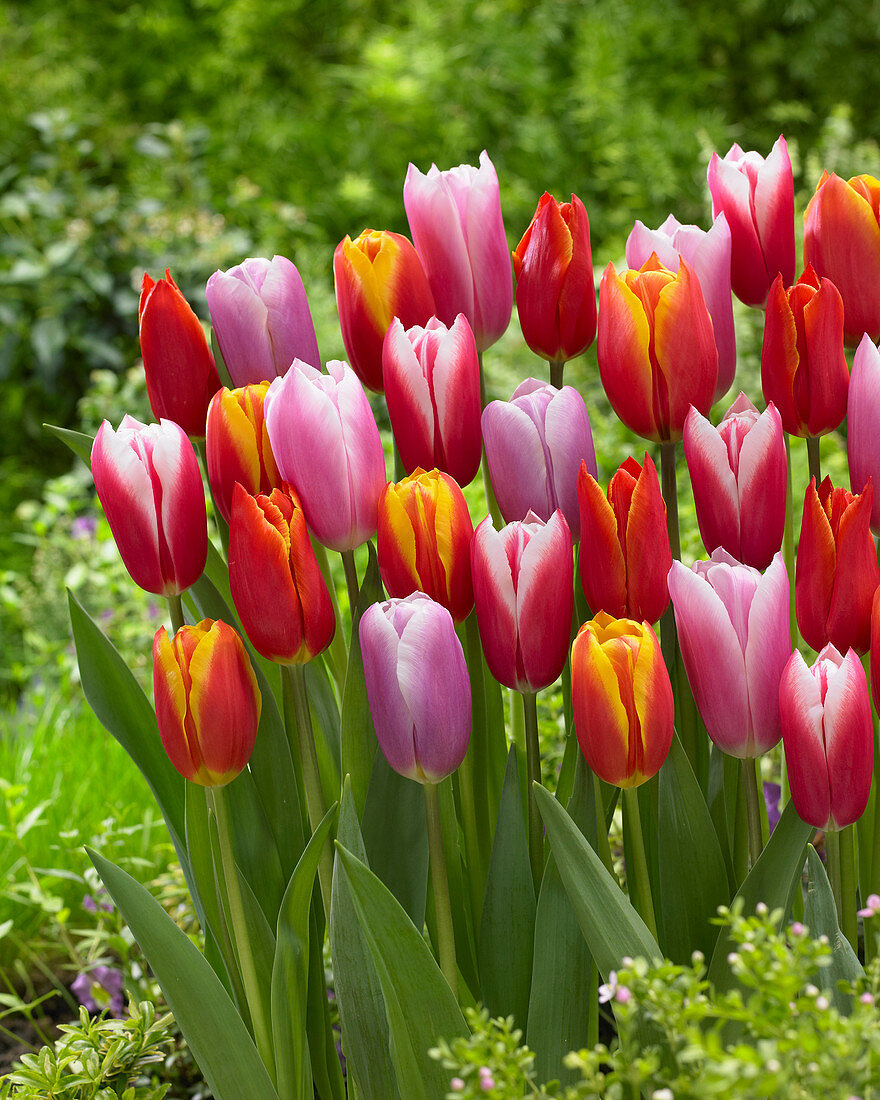 Tulipa mix