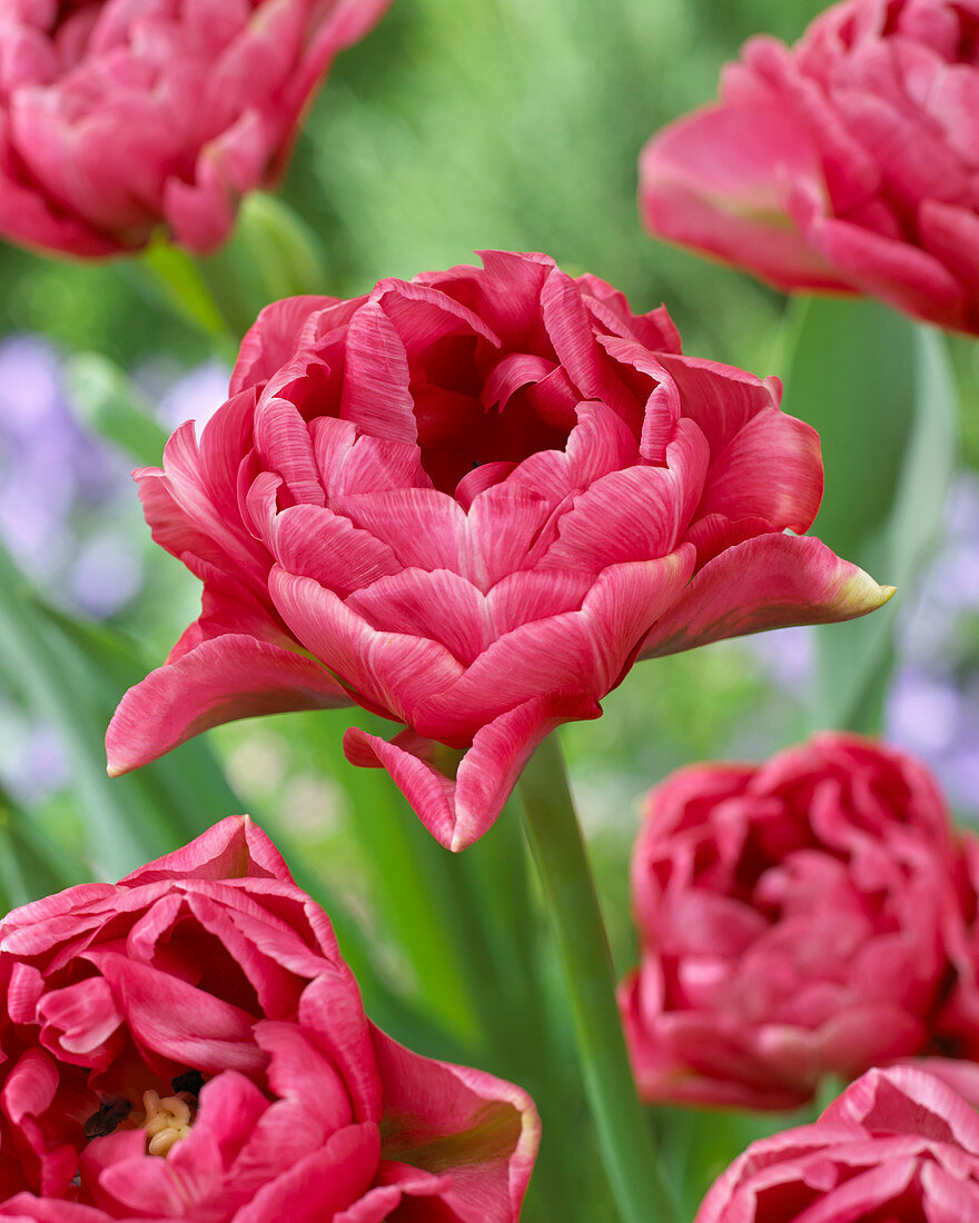 Tulipa double pink