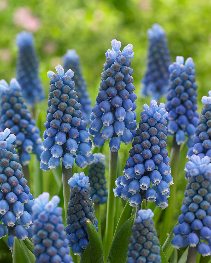 Muscari aucheri 'Blue Magic'®