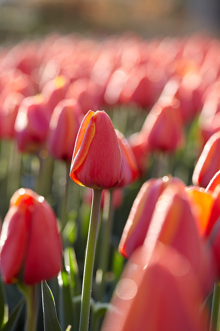 Tulipa 'World Legendary'®