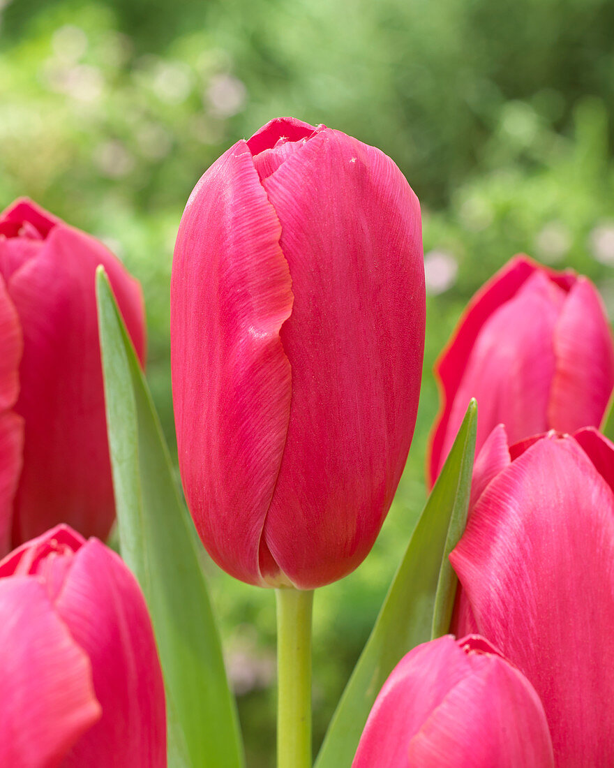 Tulipa Rasteau