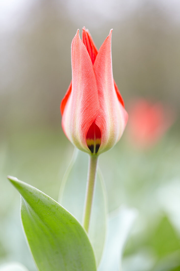 Tulipa eichleri 'Excelsa'