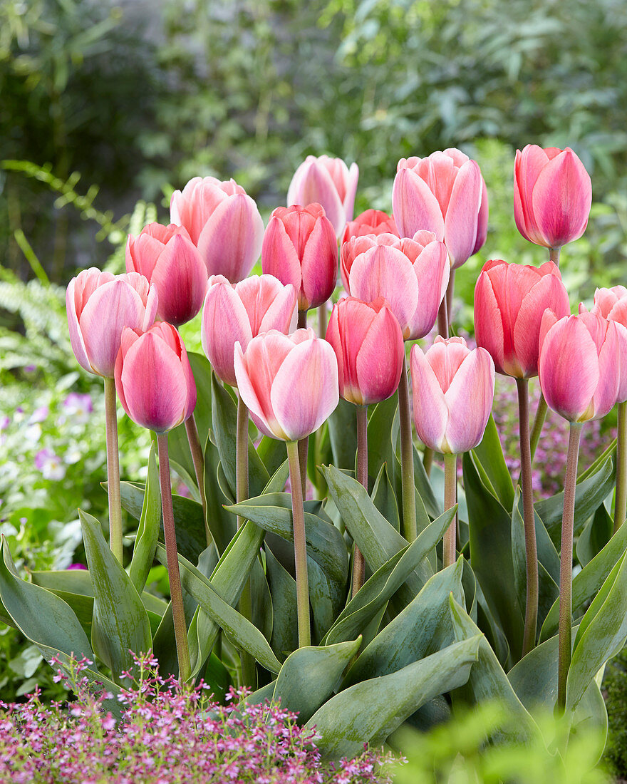 Tulipa 'King of Kings', Tulipa '316'