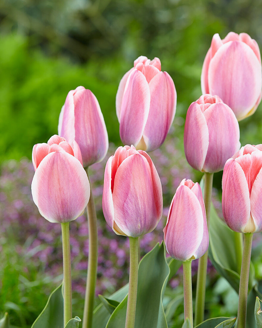 Tulipa