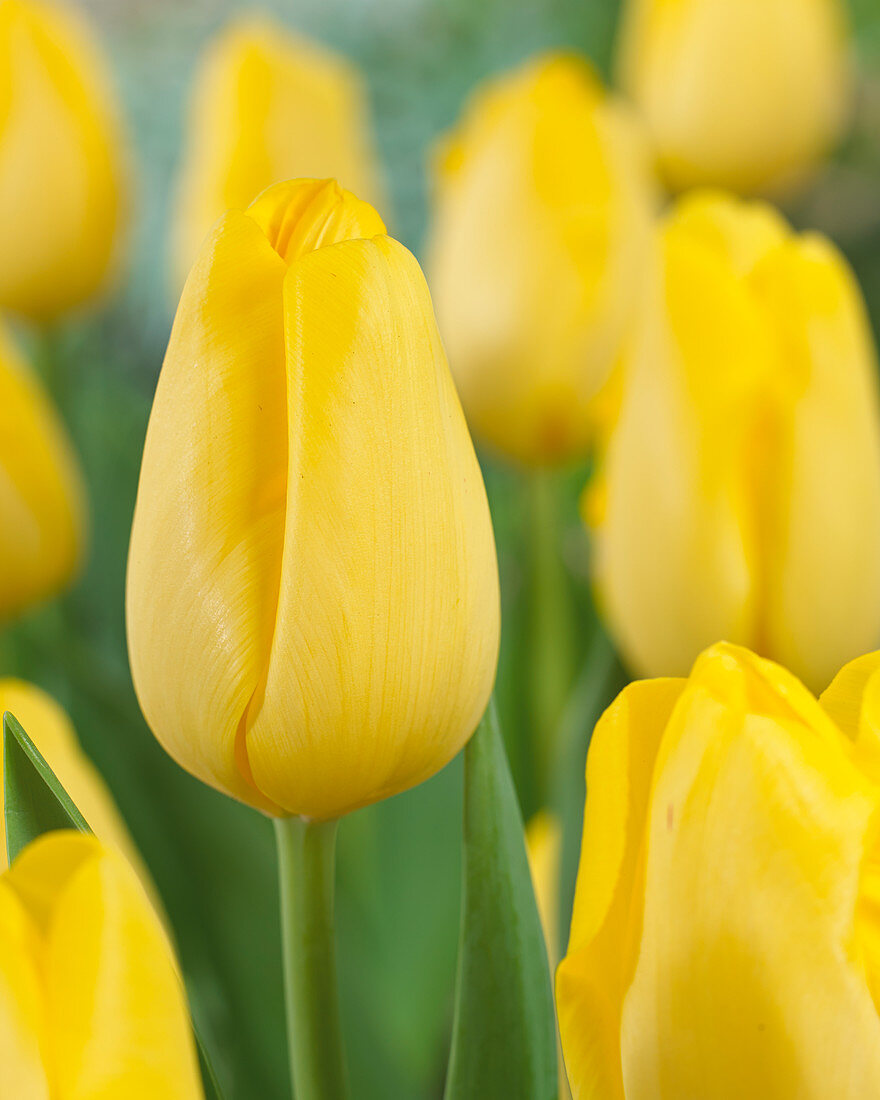 Tulipa 'Dutch Sunrise'