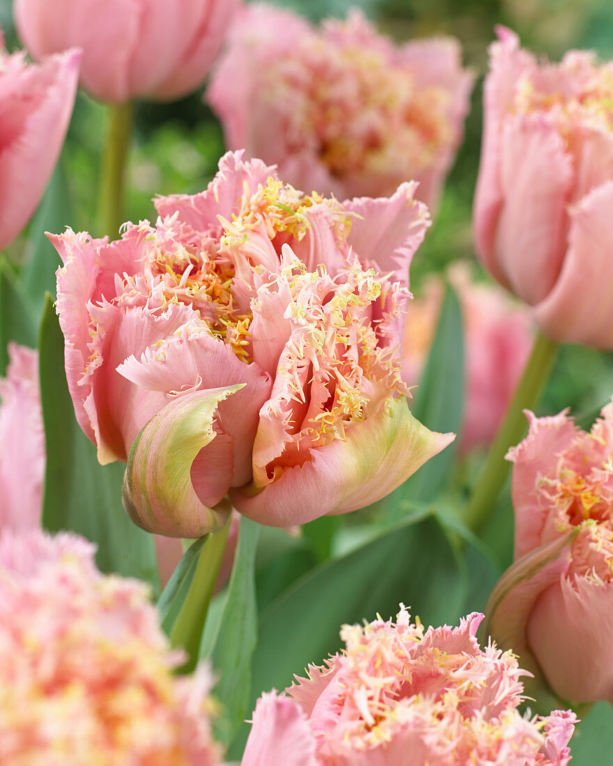 Tulipa Pink Magic