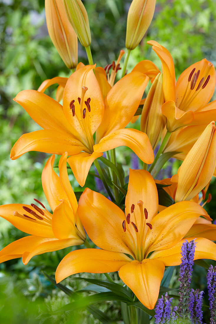 Lilium 'Casino Royale'®