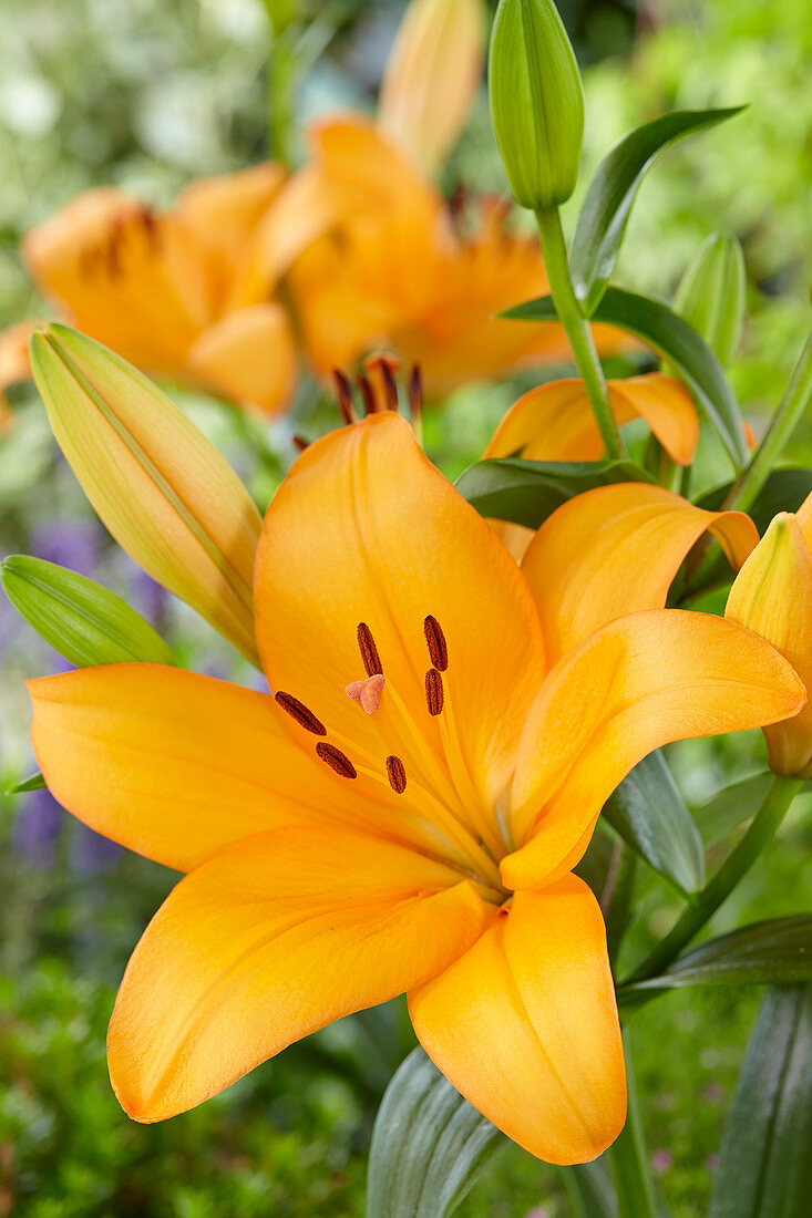 Lilium 'Caesars Palace'®