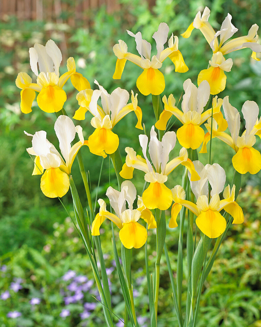 Iris hollandica 'Symphonie'
