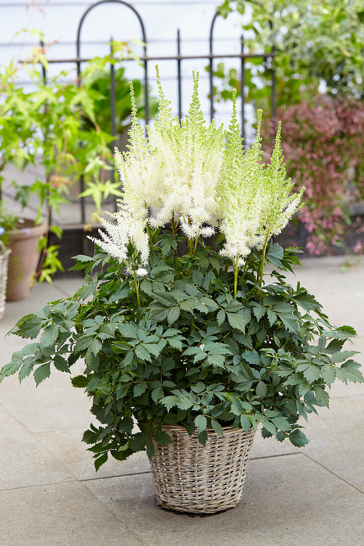 Astilbe chinensis 'Beach Party'