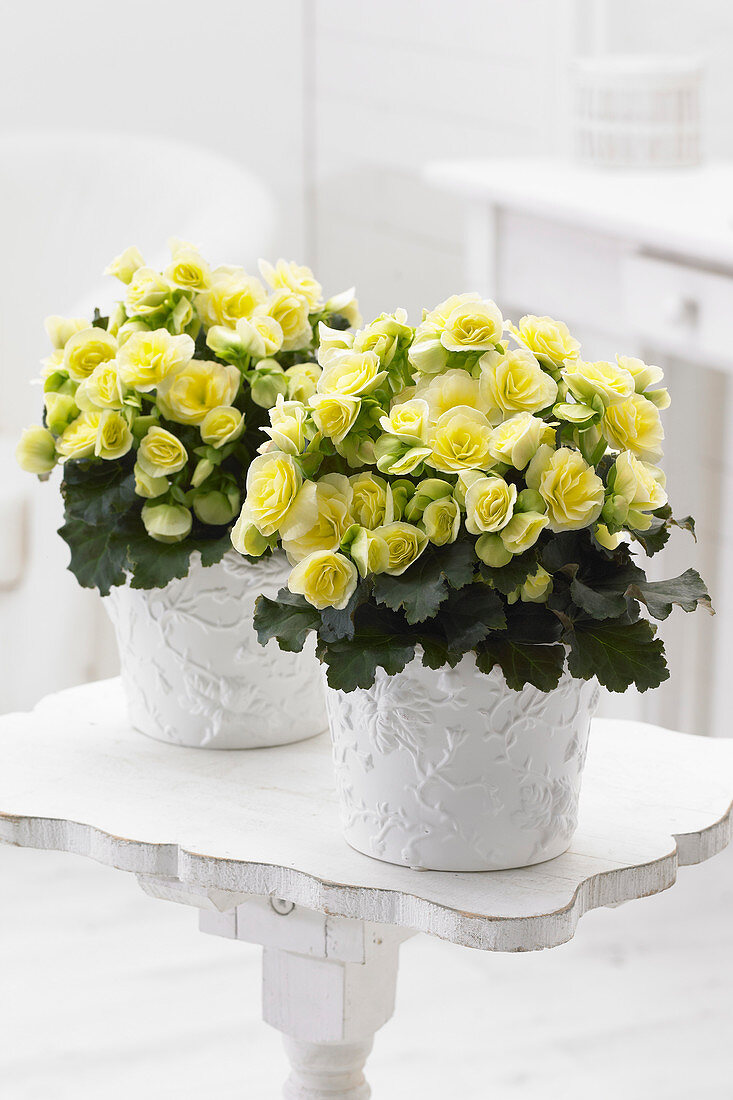 Begonia Glory Lemon