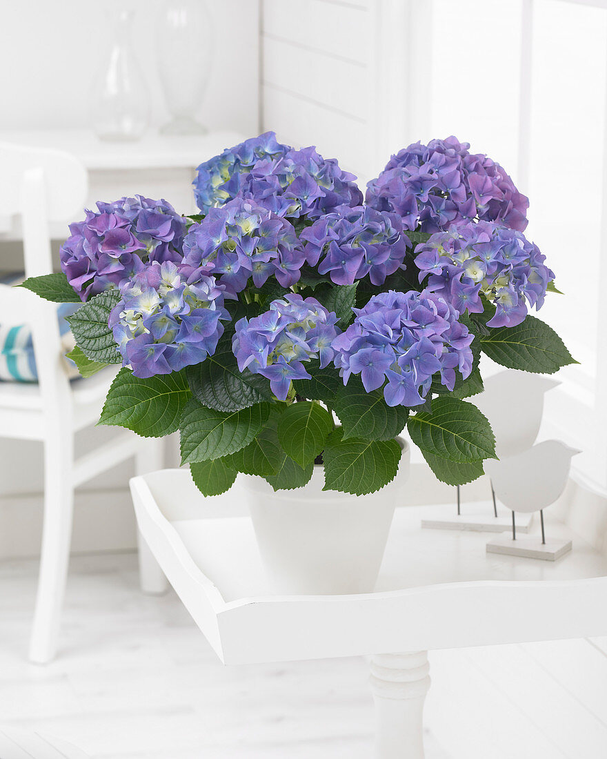 Hydrangea blue