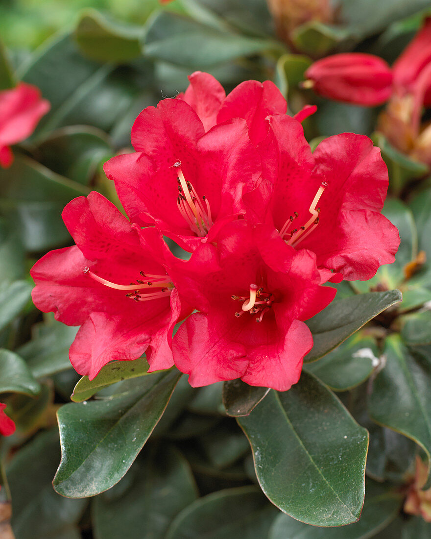 Rhododendron 'Abendrot'