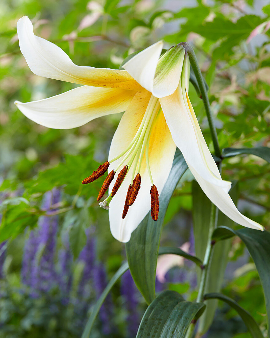 Lilium 'Mister Pistache'