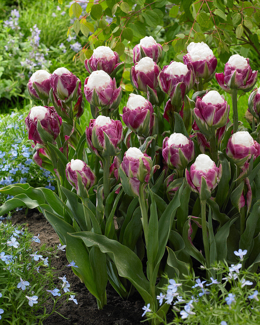 Tulipa 'Ice Cup'