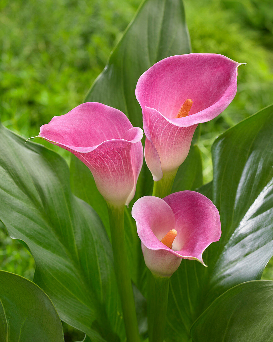 Zantedeschia 'Mi Amore' 'Forever'