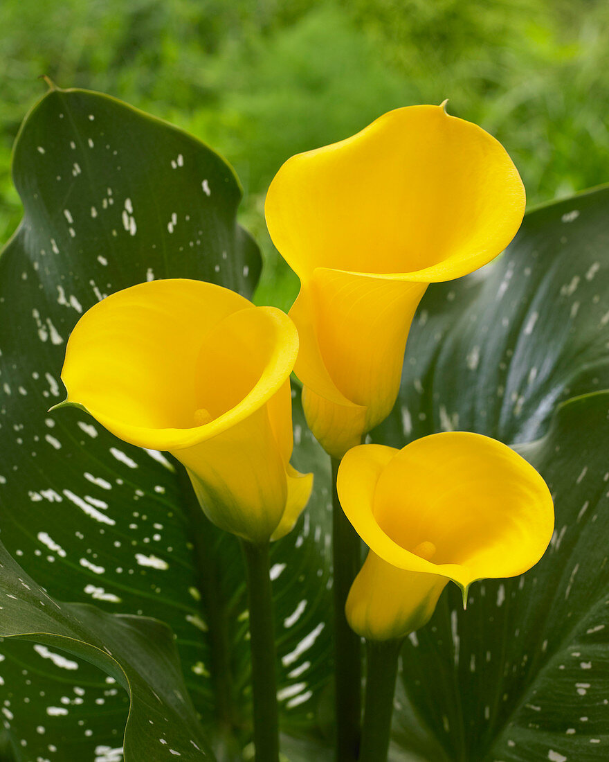 Zantedeschia 'Long Beach'