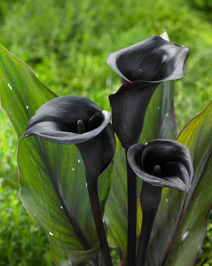 Zantedeschia Memories