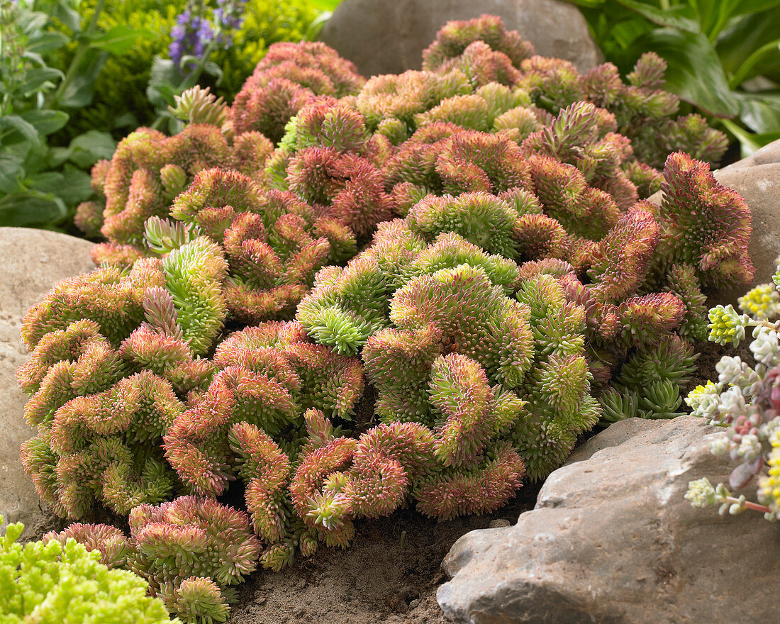 Sedum reflexum f. cristatum