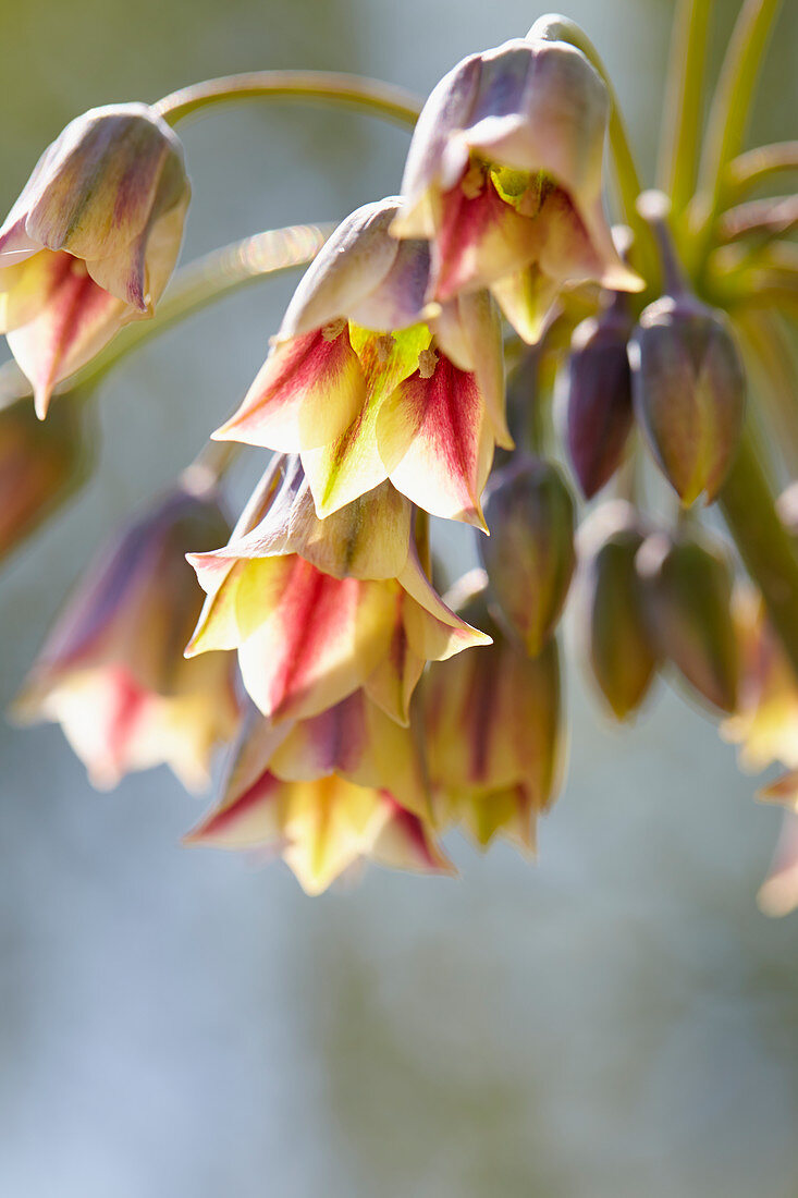 Nektaroscordum siculum