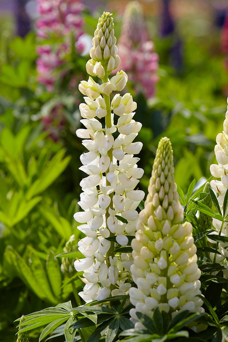 Lupinus 'Gallery'