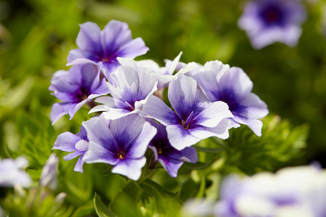 Phlox drummondii Dolly Light Blue