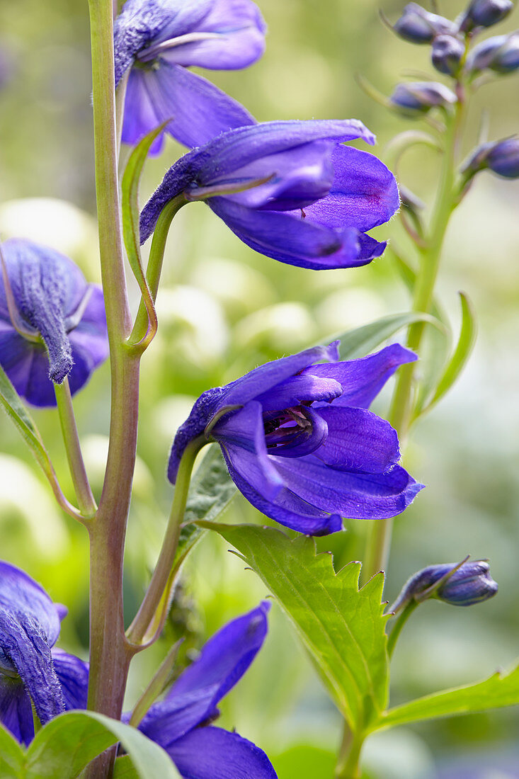 Delphinium Magic Fountain Dark Blue Black Bee