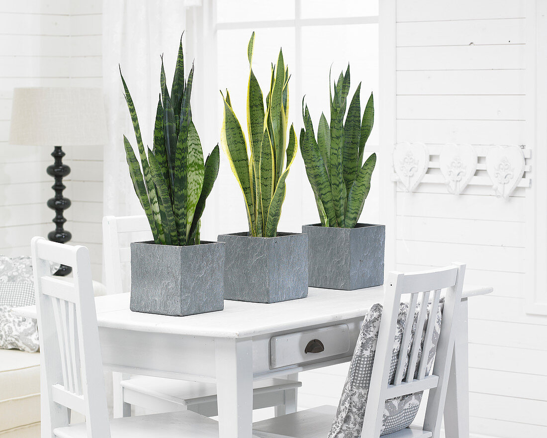 Sansevieria mix